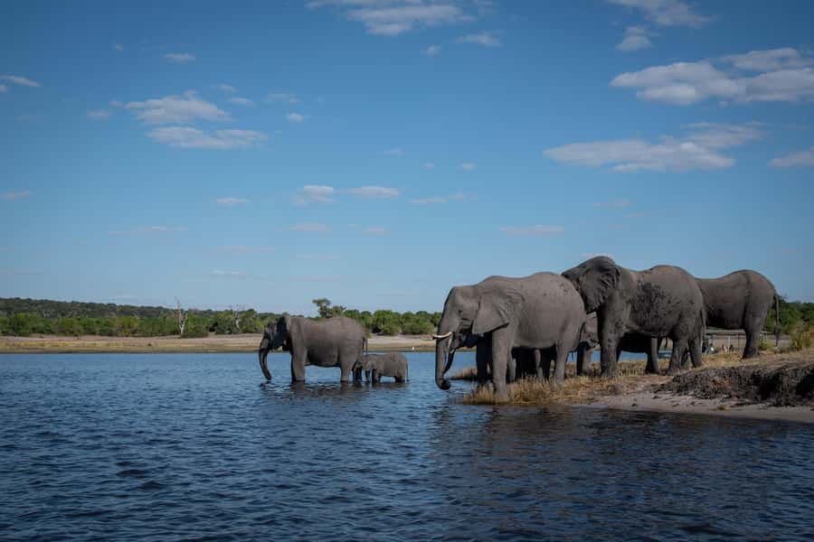 Three Day Camping Safari Chobe - Game Drives Among Elephants, Lions, and Giraffes