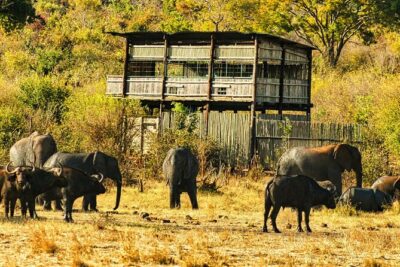 Unique Safari Game Drives in Zambezi National Park, 4 Options