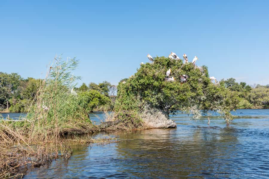 Upper Zambezi Raft Float - Who will enjoy this river trip most