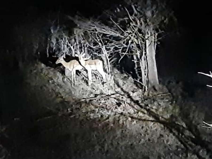 VicFalls: Stargazing Moonlight Safari with 4x4 (GB-F-ES-D) - Campfire, drinks, and the quieter part of the evening