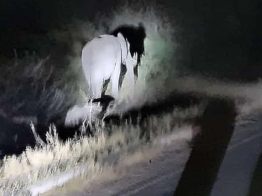 VicFalls: Stargazing Moonlight Safari with 4x4 (GB-F-ES-D) - Small-group size and the feel of the vehicle