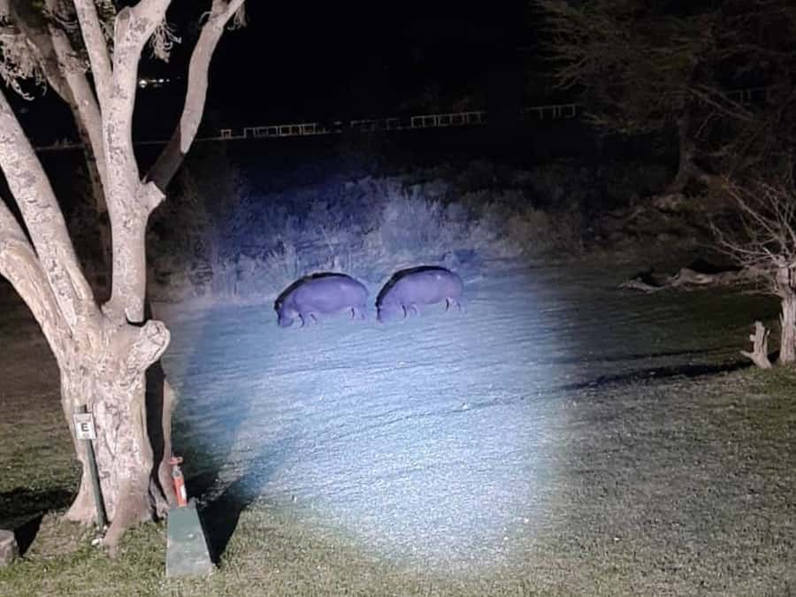 VicFalls: Stargazing Moonlight Safari with 4x4 (GB-F-ES-D) - Who should book this night safari?