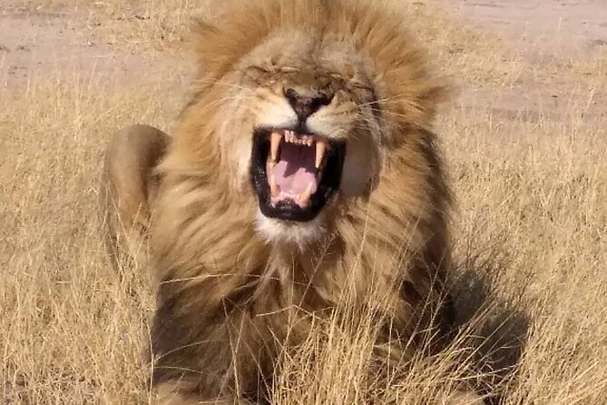 Victoria Falls And Chobe - Day four: a departure day with little spare time