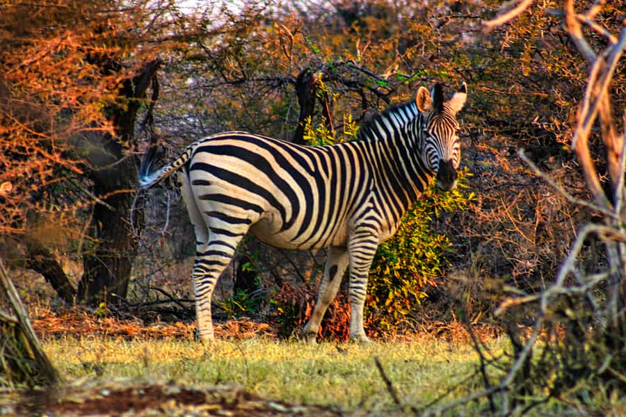 Victoria Falls: Baobab Safari - Sunrise and Mid Morning - Looking down into the Zambezi Gorge