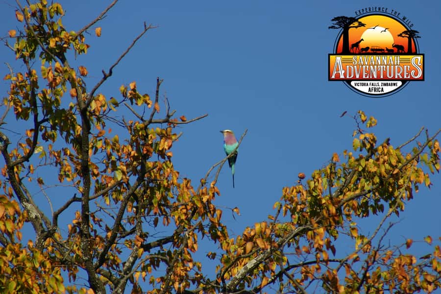 Victoria Falls: Baobab Safari - Sunrise and Mid Morning - A closer look at the $75 price