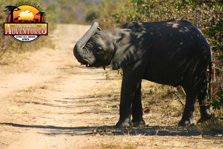 Victoria Falls: Baobab Safari - Sunrise and Mid Morning - What to pack for sunrise and mid-morning