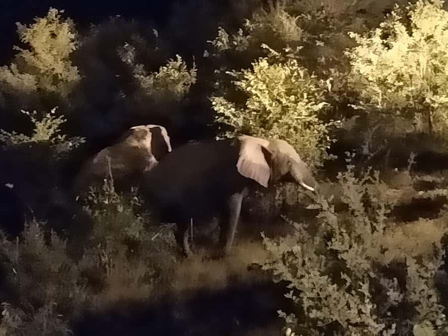 Victoria Falls: Bush Experience and Stargazing D-F-ES-GB - Timing, pickup, and practical details