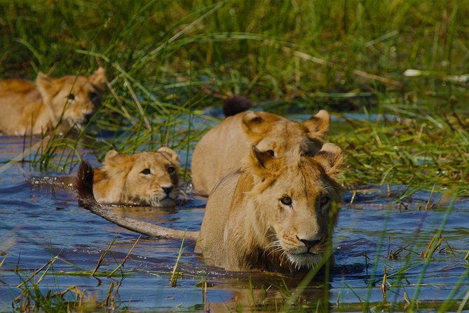 Victoria Falls, Chobe and Okavango Delta 7 nights trip - Day 6: Flying from Kasane to Maun