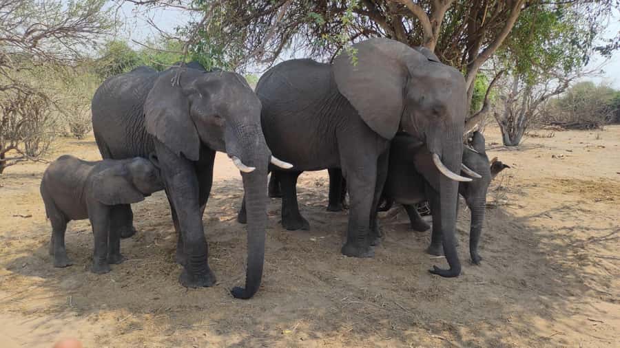 Victoria Falls: Chobe and Quadripoint Day Trip with Lunch - Is $215 a Fair Price?