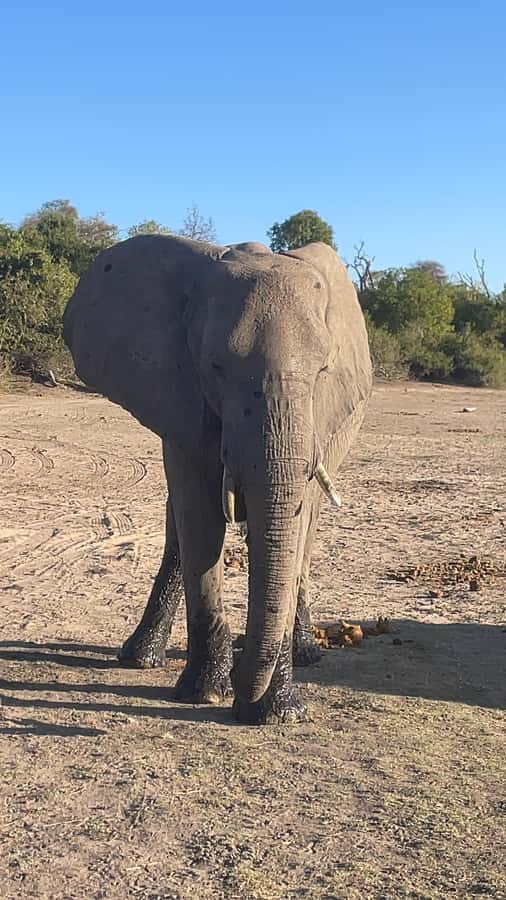 Victoria Falls: Chobe National Park Day Trip with Lunch - Cancellation and booking flexibility