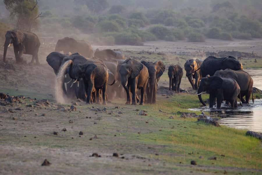 Victoria Falls: Chobe National Park Day Trip with Lunch - Why Chobe works so well from Victoria Falls