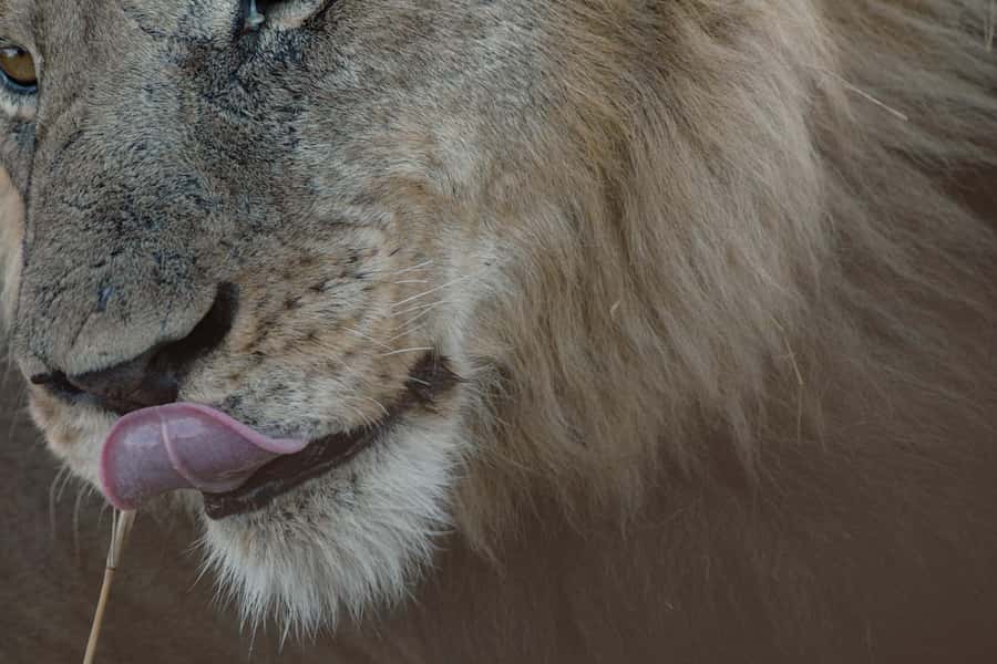 Victoria Falls: Chobe National Park Day Trip with Lunch - The Chobe game drive: open-air wildlife watching