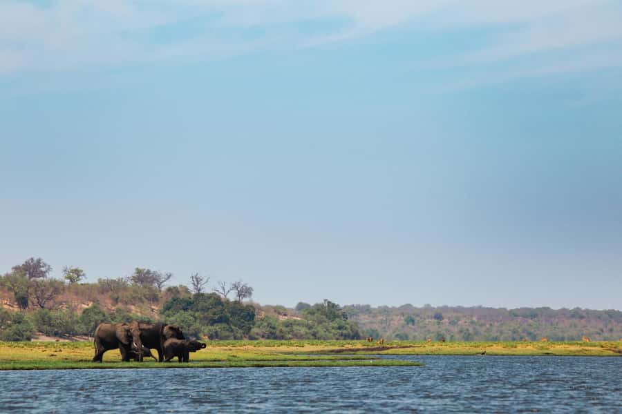 Victoria Falls: Chobe National Park Day Trip with Lunch - The Chobe River cruise and its close-up animals