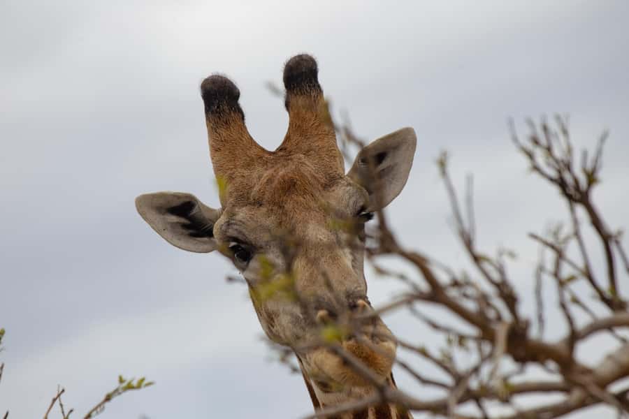 Victoria Falls: Chobe National Park Day Trip with Lunch - Lunch at the lodge or restaurant