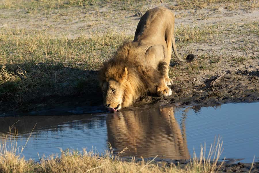 Victoria Falls: Chobe National Park Day Trip with Lunch - Tips for getting more from the day