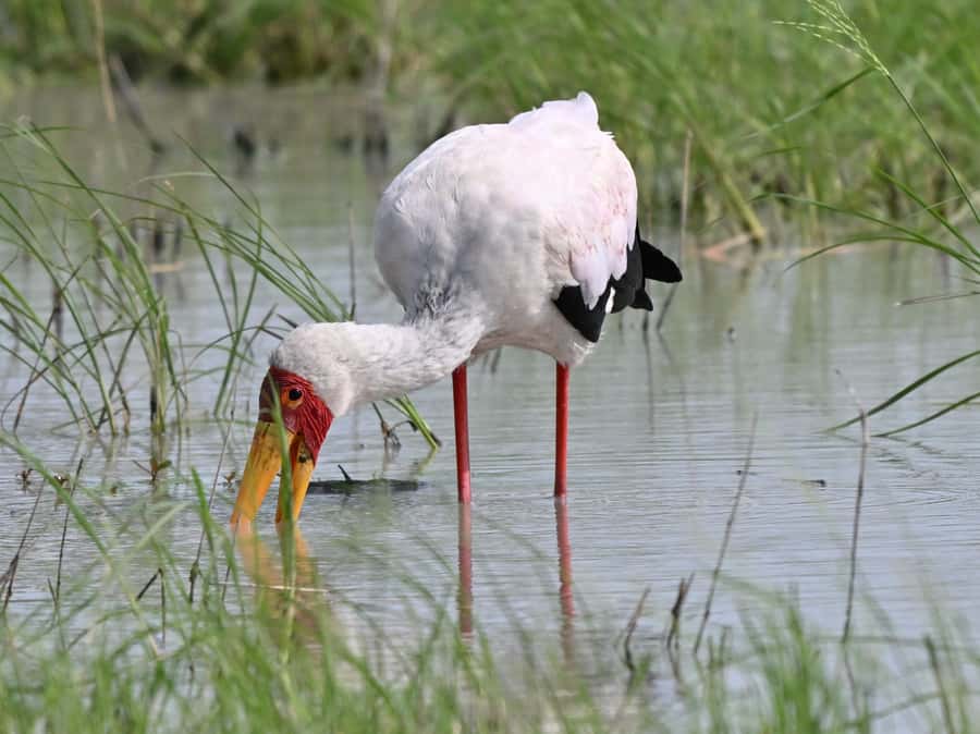 Victoria Falls: Chobe National Park Day Trip with Lunch - Who should book this Chobe day trip?