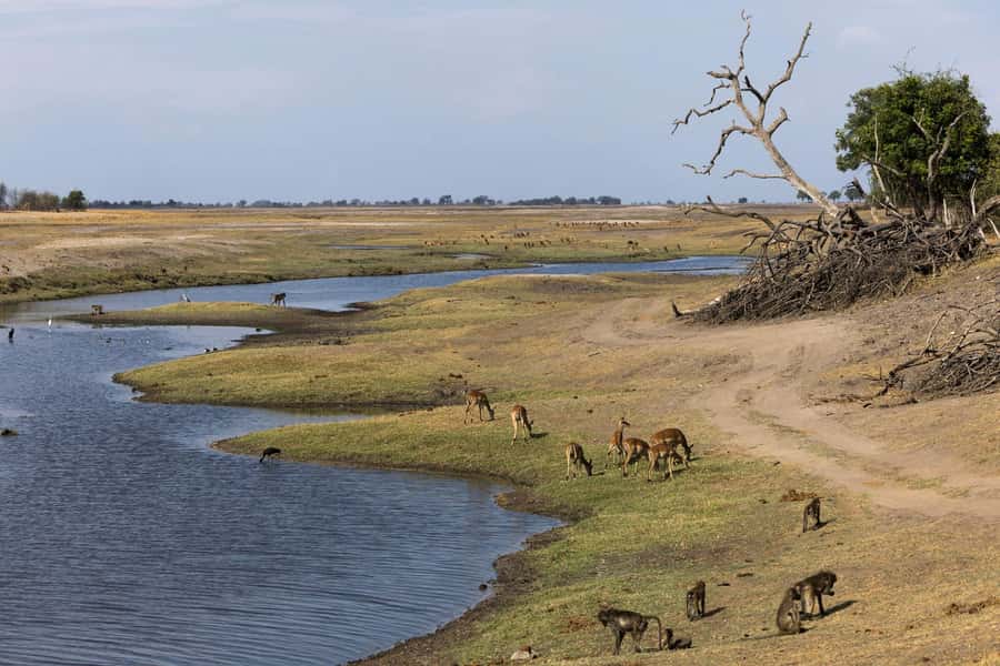 Victoria Falls: Chobe National Park Day Trip with Lunch - What to pack for the border and bush