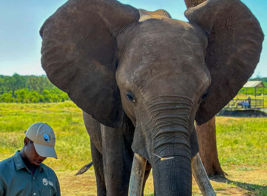 Victoria Falls: Elecrew Through The Eyes Of An Elephant - Why this elephant experience feels different