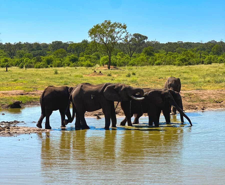 Victoria Falls: Elecrew Through The Eyes Of An Elephant - Two hours of learning, walking, and watching