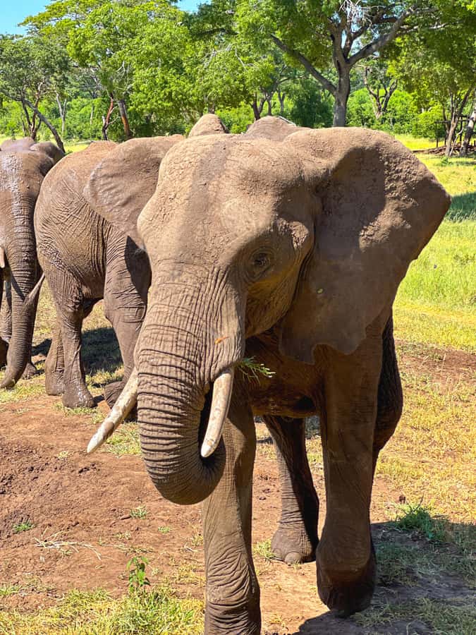 Victoria Falls: Elecrew Through The Eyes Of An Elephant - Seeing elephants through their senses
