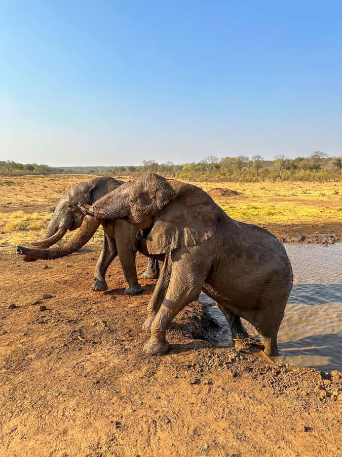 Victoria Falls: Elecrew Through The Eyes Of An Elephant - Morning or afternoon: choosing the better departure