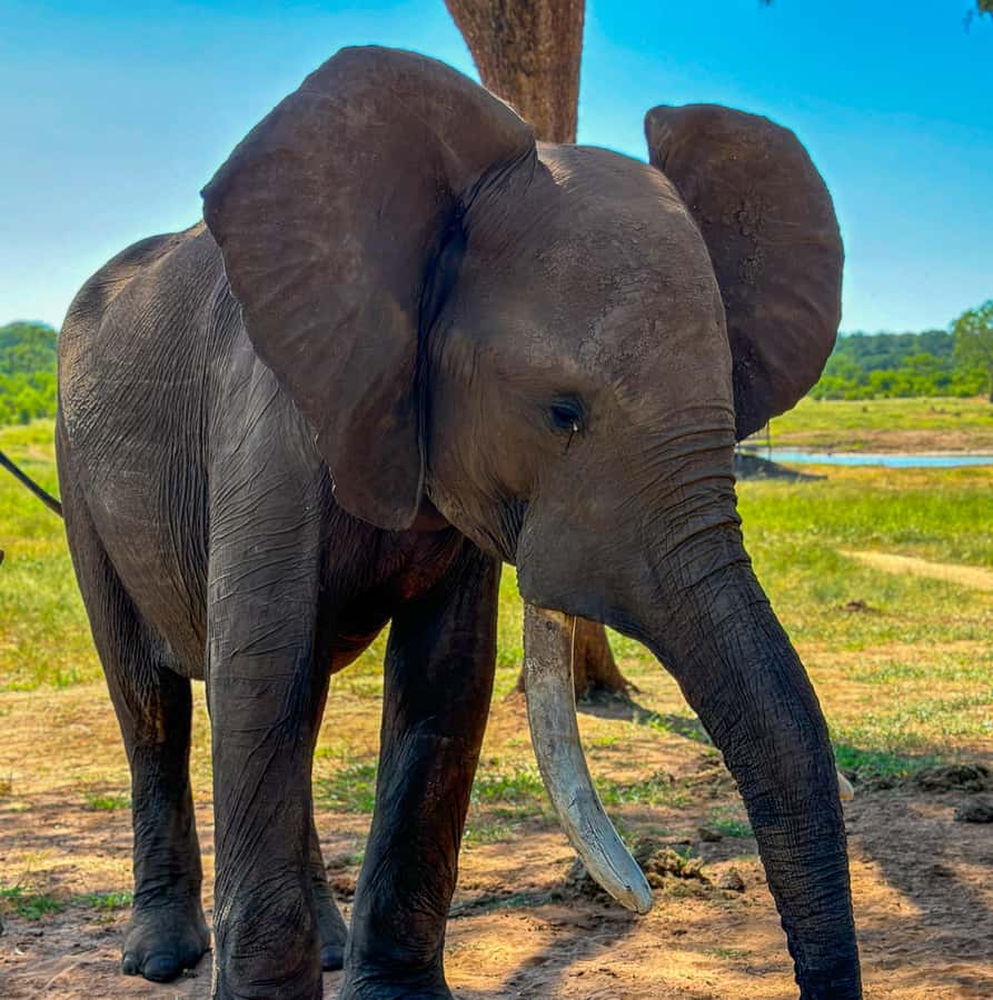 Victoria Falls: Elecrew Through The Eyes Of An Elephant - My practical verdict on the elephant encounter