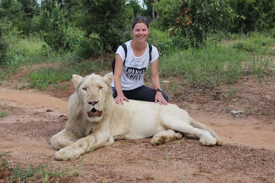 Victoria Falls: Elephant, Lion, and Cheetah Encounter - Key details at a glance