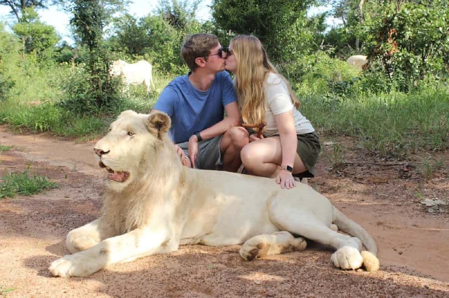Victoria Falls: Elephant, Lion, and Cheetah Encounter - The elephant hour: walking, touching, and riding