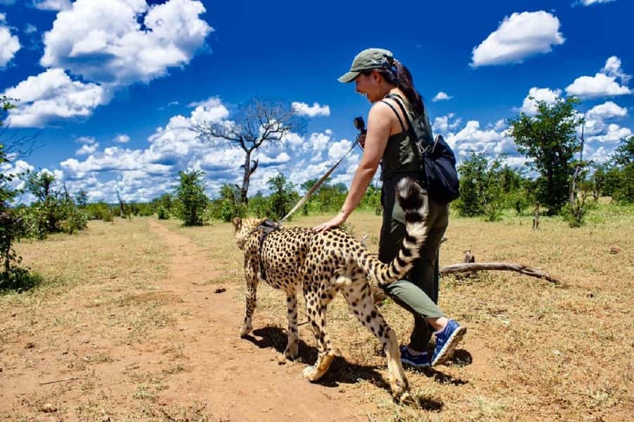 Victoria Falls: Elephant, Lion, and Cheetah Encounter - The cheetah session: a different kind of big cat