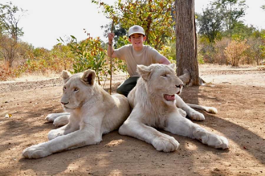 Victoria Falls: Elephant, Lion, and Cheetah Encounter - What the small group changes