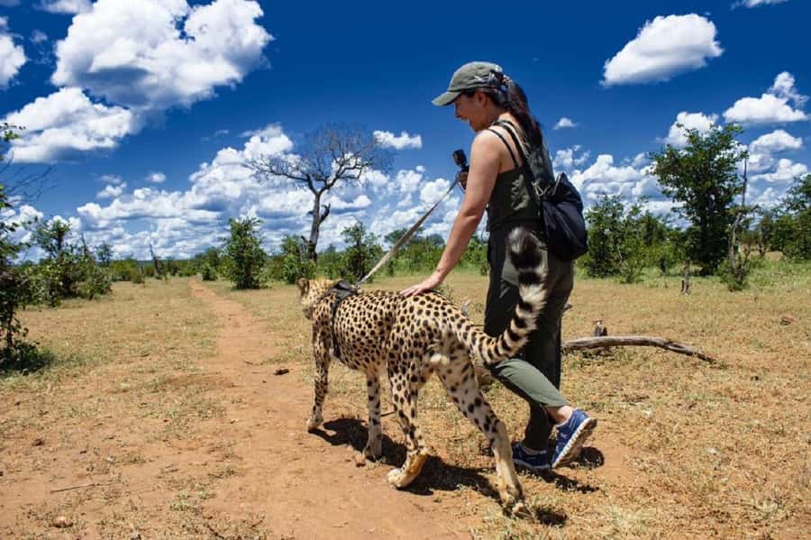 Victoria Falls: Elephant, Lion, and Cheetah Encounter - Is $650 a fair price?