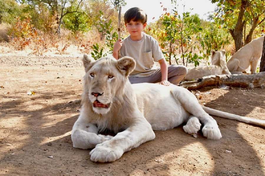 Victoria Falls: Elephant, Lion, and Cheetah Encounter - Preparing for the day