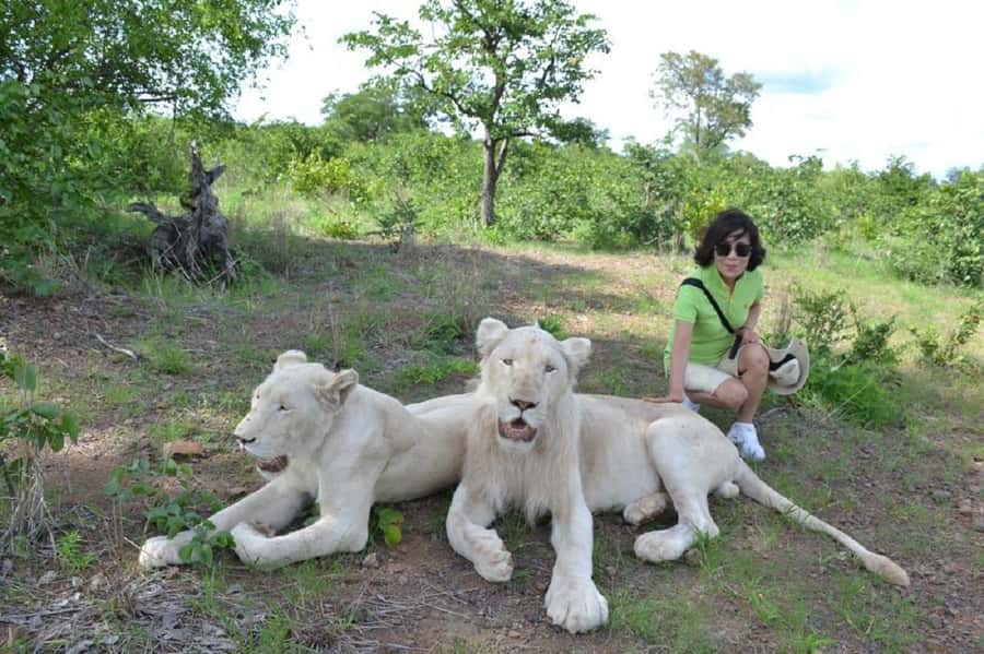 Victoria Falls: Elephant, Lion, and Cheetah Encounter - The lion encounter: power at close range
