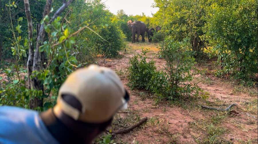 Victoria Falls: Game Walk in the Zambezi National Park - Why walking changes a Victoria Falls safari
