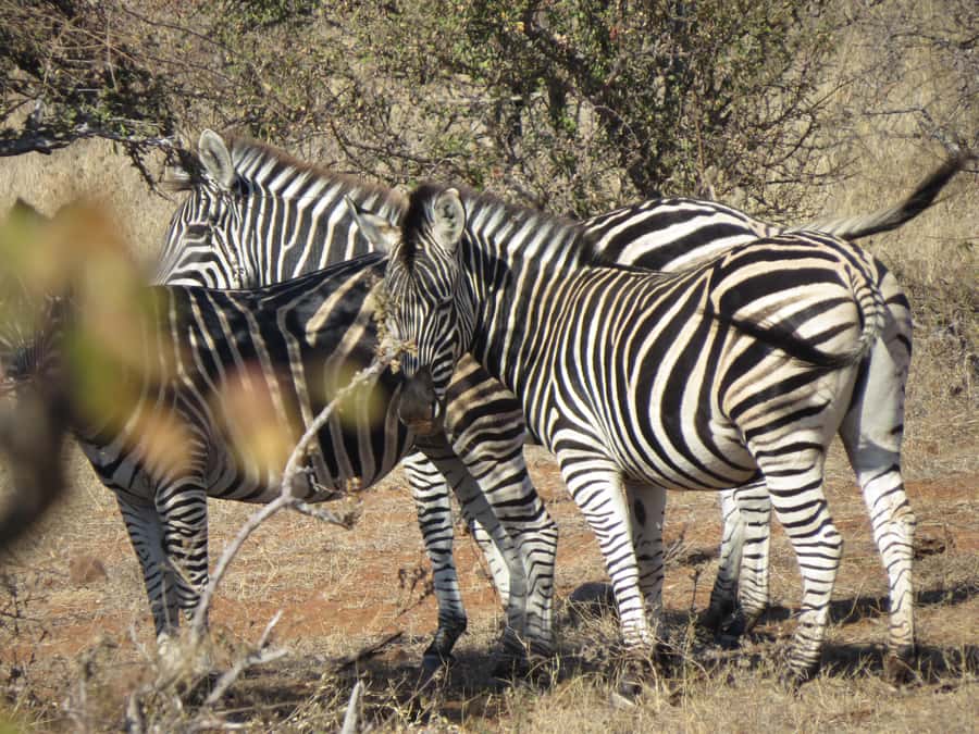 Victoria Falls: Helicopter Flight & Wildlife Safari Combo - Key points at a glance