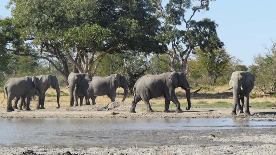 Victoria Falls: Helicopter Flight & Wildlife Safari Combo - Booking details worth checking first