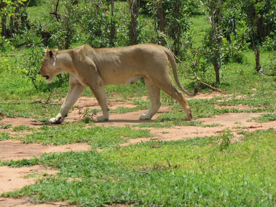 Victoria Falls: Hwange National Park Full-Day Safari - Key Points at a Glance