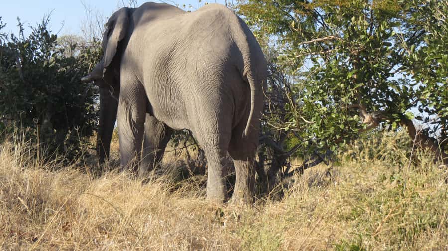 Victoria Falls: Hwange National Park Full-Day Safari - Why Hwange Makes a Worthwhile Day Trip