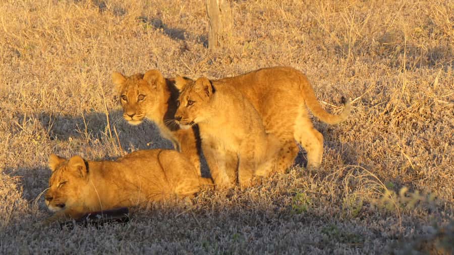 Victoria Falls: Hwange National Park Full-Day Safari - The Two-Hour Road to Hwange