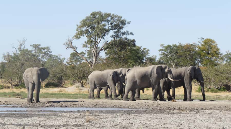 Victoria Falls: Hwange National Park Full-Day Safari - Safety Briefing and Open-Sided Safari Vehicle