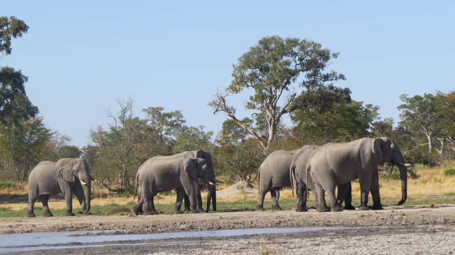 Victoria Falls: Hwange National Park Full-Day Safari - The First Two-Hour Game Drive