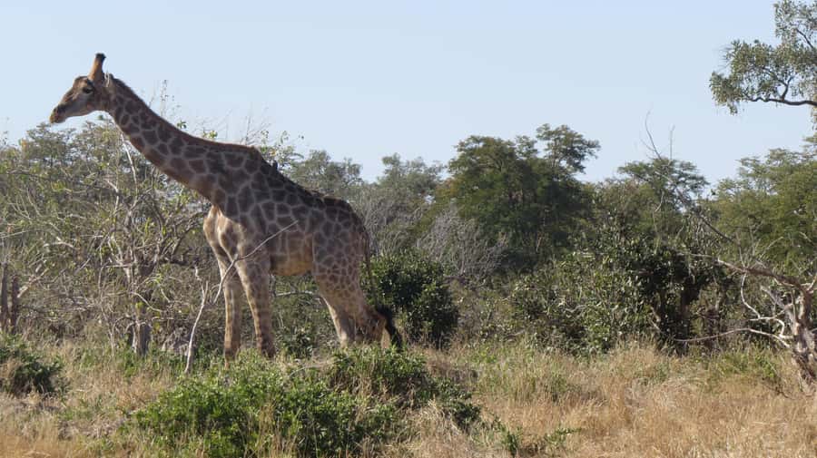Victoria Falls: Hwange National Park Full-Day Safari - A Packed Lunch in the Park