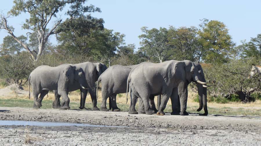 Victoria Falls: Hwange National Park Full-Day Safari - Who Should Book This Safari?