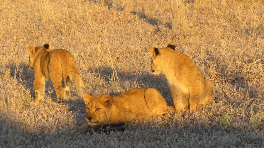 Victoria Falls: Hwange National Park Full-Day Safari - Leaving Victoria Falls at 5:30 am