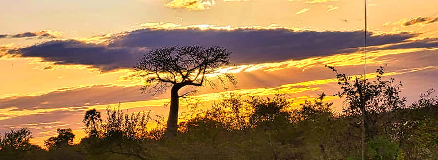 Victoria Falls: Lunch in the Savannah - The game drive: open bush, changing odds