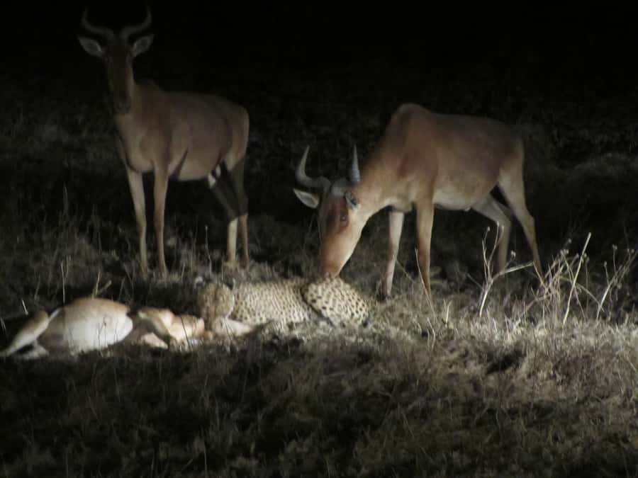 Victoria Falls: Night Game Drive and 3-Course Bush Dinner - Key points to know before booking