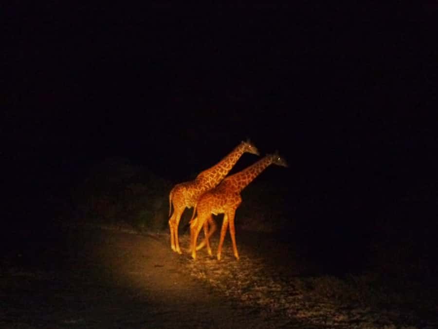 Victoria Falls: Night Game Drive and 3-Course Bush Dinner - What you are really getting for $200
