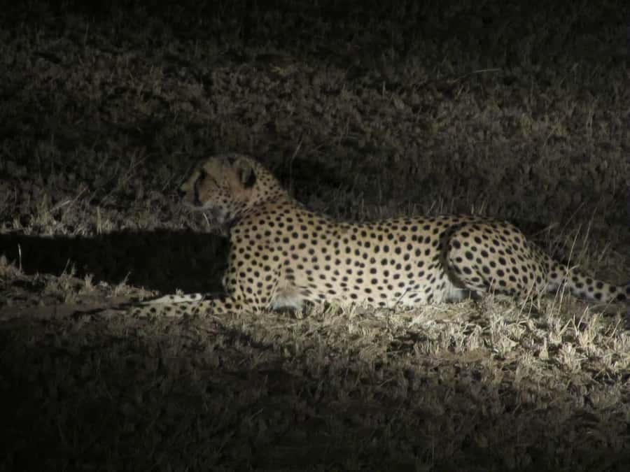 Victoria Falls: Night Game Drive and 3-Course Bush Dinner - The late-afternoon drive through Nakavango