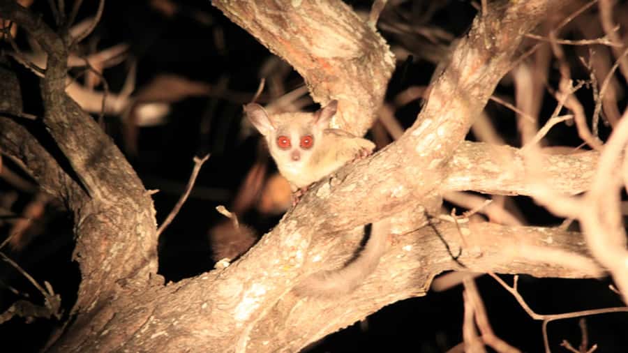 Victoria Falls: Night Game Drive and 3-Course Bush Dinner - A 4:00 PM pickup and short ride from Victoria Falls
