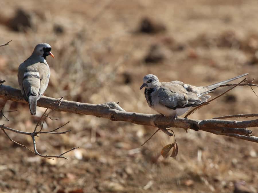 Victoria Falls: Private Birdwatching Safari near the town - Best timing, clothing, and practical preparation